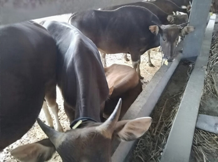 sapi