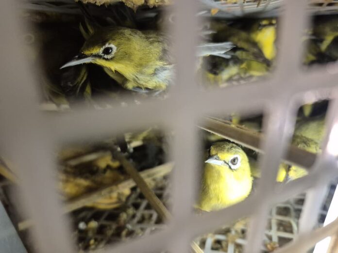 burung